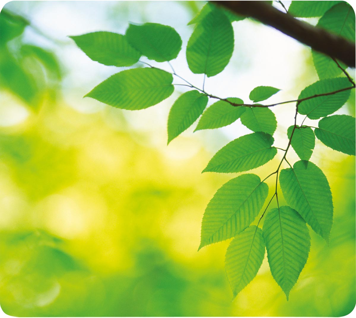 Fellowes gerecycleerde muismat, bladeren