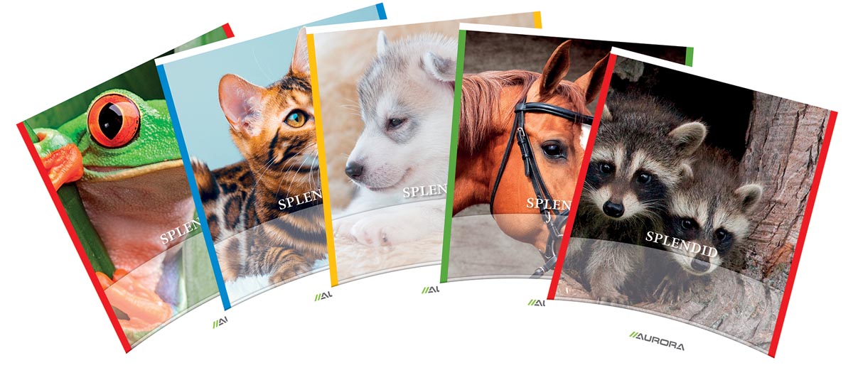 Splendid Schrift 72 Bladzijden Ft 165 X 21 Cm Gelijnd 8 Mm huismerk kopen in de aanbieding